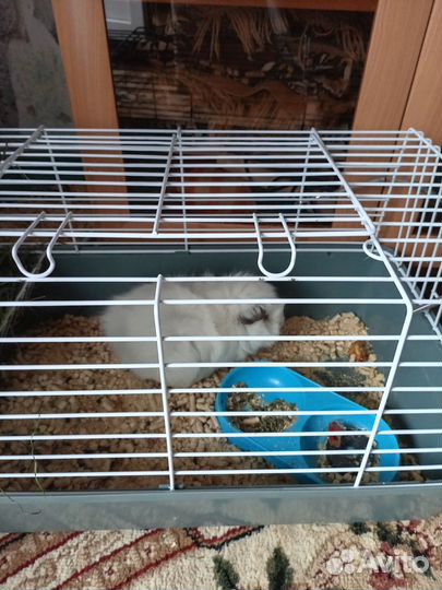 Морская свинка