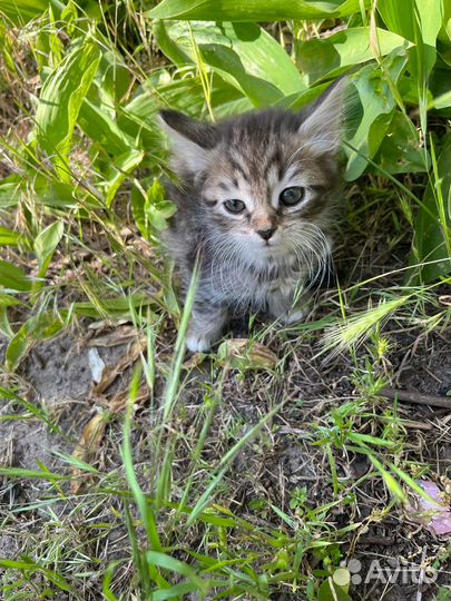 Котята котики