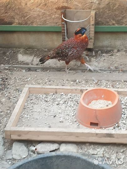 Фазан темминка