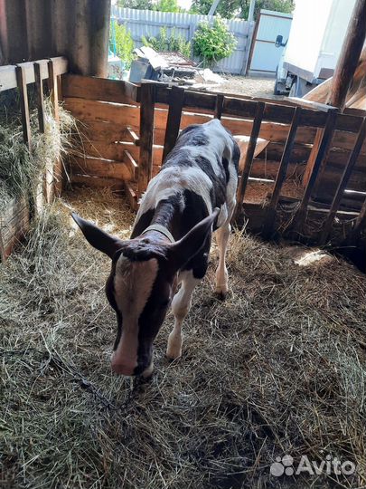 Корова дойная