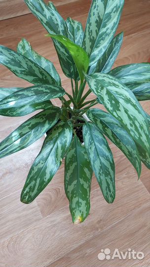 Аглаонема мария