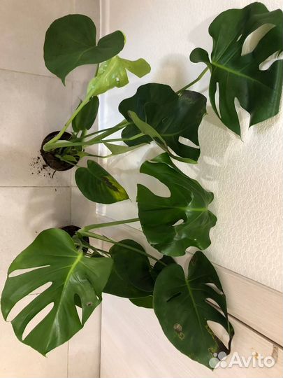 Монстера делициоза 14/80