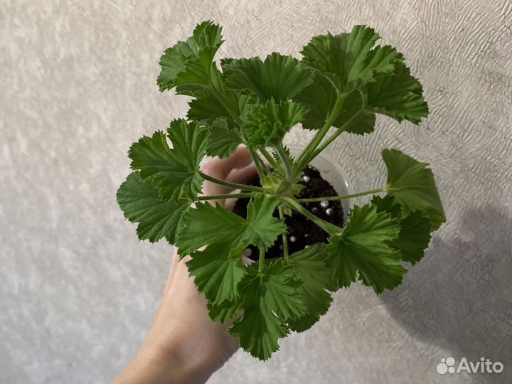 Пеларгония