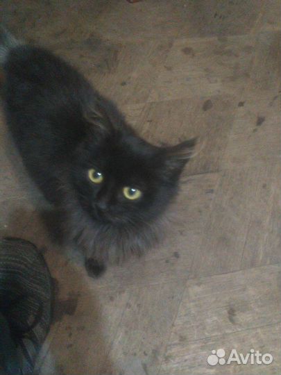 В добрые руки