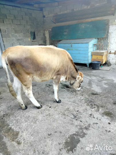 Корова дойная