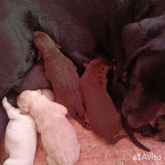 Щенки Лабрадора