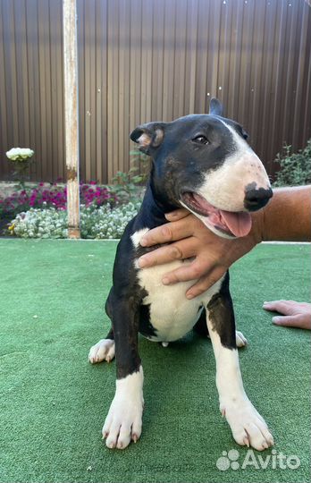 Бультерьер стандартный