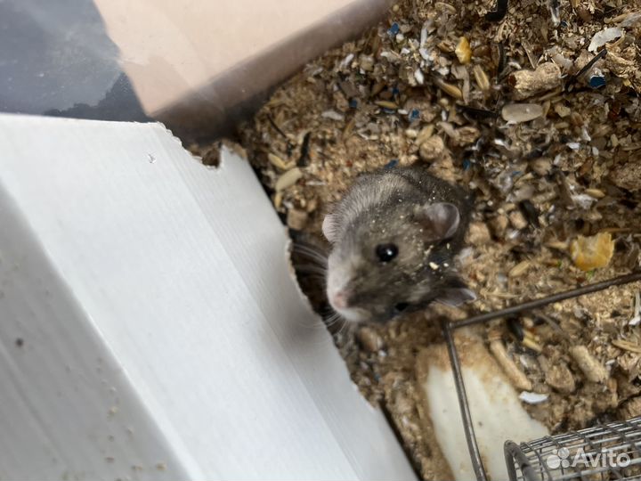 Продаю хомячков