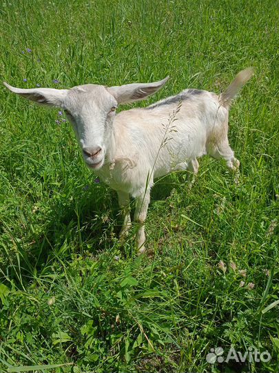 Продаются козы и козёл
