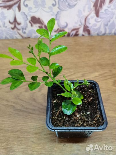 Комнатные мини деревца