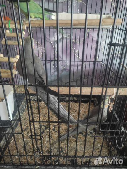 Попугай карелла