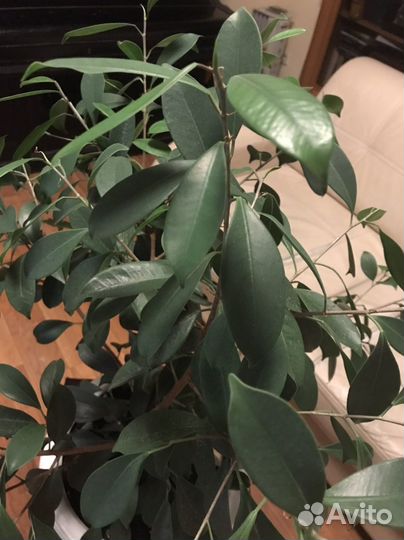 Фикус Ретуза Грин