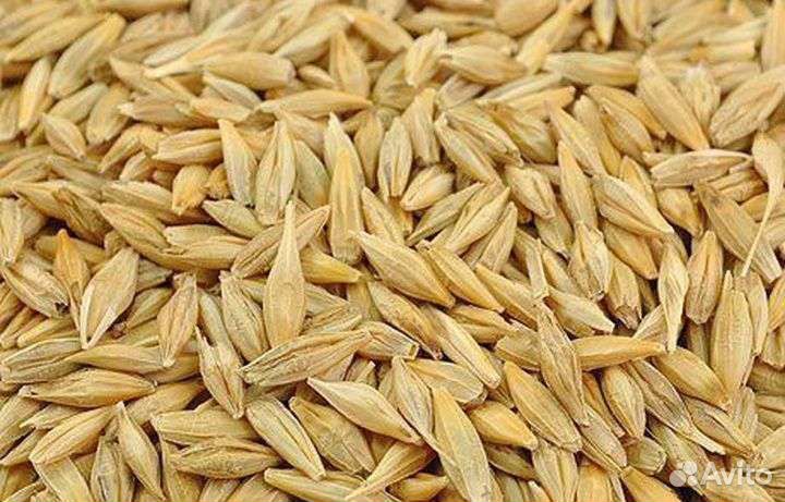 Озимая рожь, пшеница, овес, ячмень