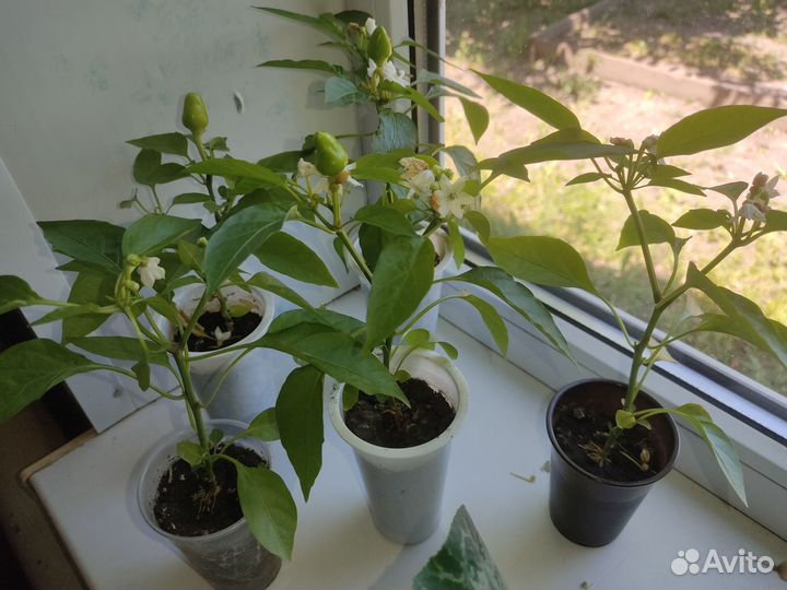 Рассада перца