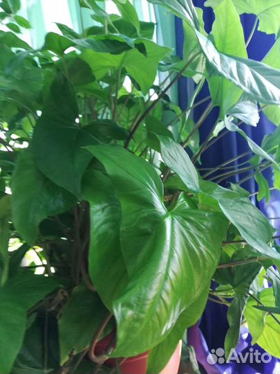 Сингониум, отроски