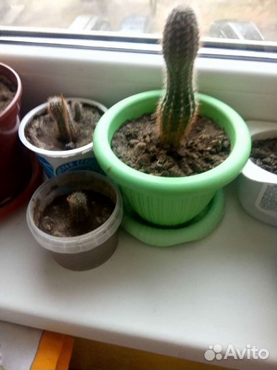 Комнатные цветы