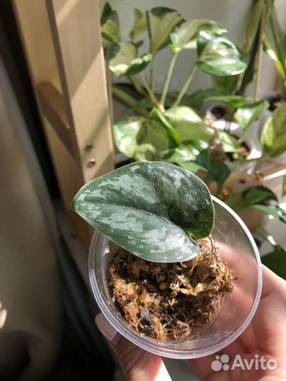 Сциндапсус пиктус