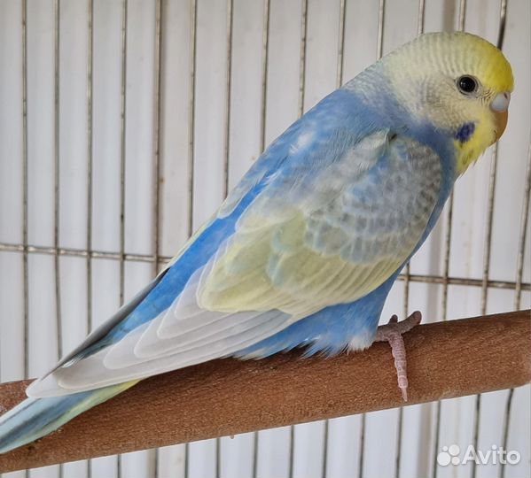 Радужные волнистые попугаи