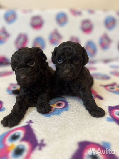 Щенки той пуделя