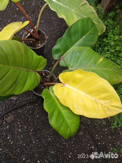 Филодендрон Ло Споттед