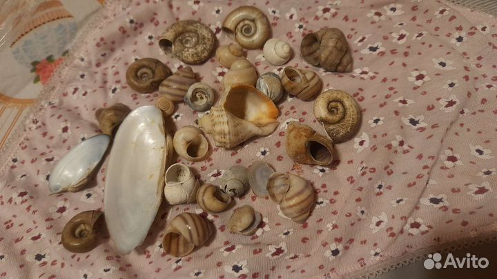Набор ракушек в аквариум