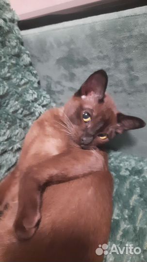 Бурманский котик