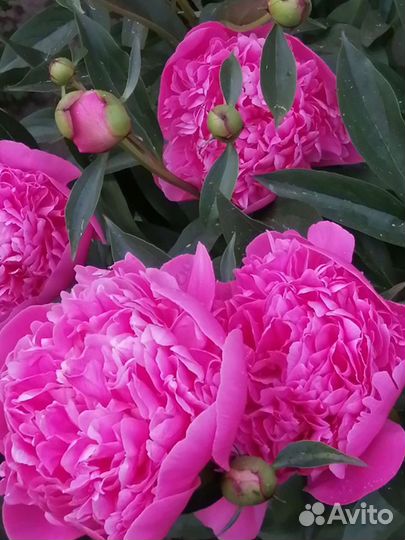 Многолетники