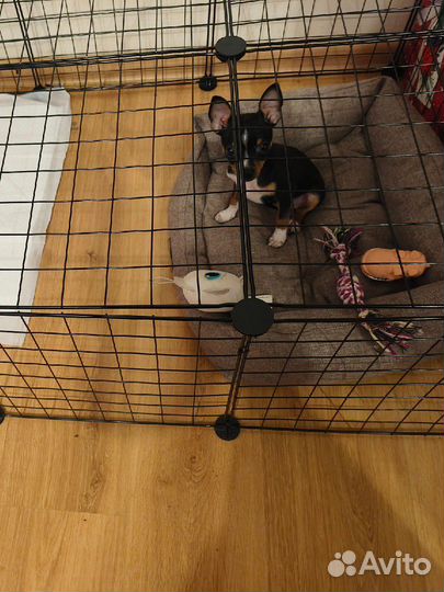 Щенок чихуа