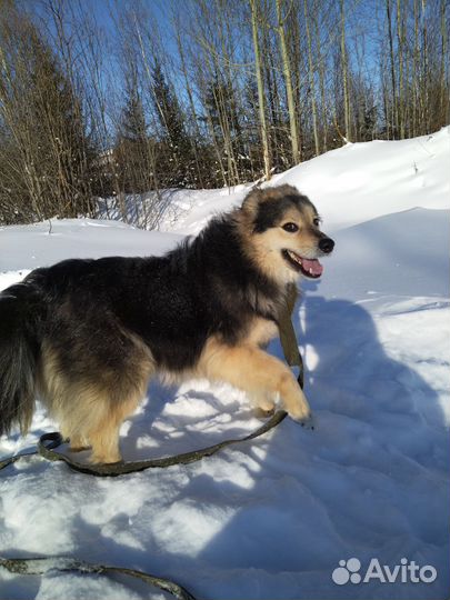 Собака в добрые руки отдам бесплатно