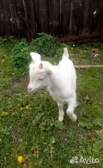 Продаются козлята
