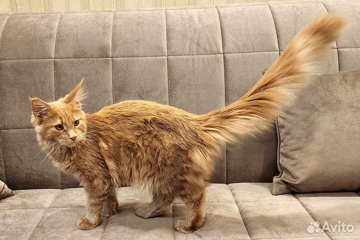 Девочка мейн кун из питомника Fiery Friend