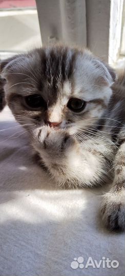 Шотландская вислоухая кошка