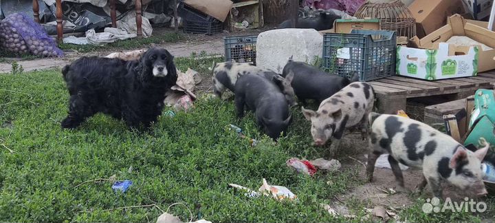 Продам хряков