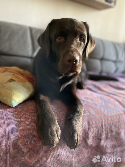 Кобель лабрадора вязка