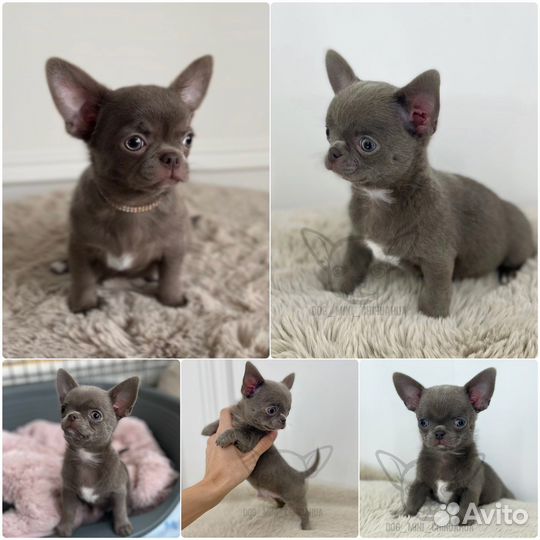 Мальчик чихуахуа. Вязка. РКФ