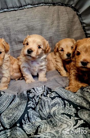 Мальтипу f1 mini