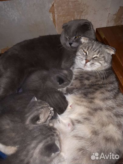 Котята британские