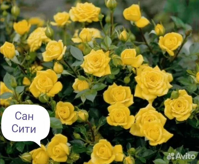 Саженцы роз спрей, Бардюрные листайте их много