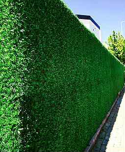 Забор Исскуственный Зеленый Травяной