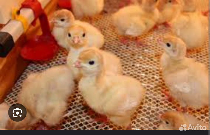 Индюк Индейка