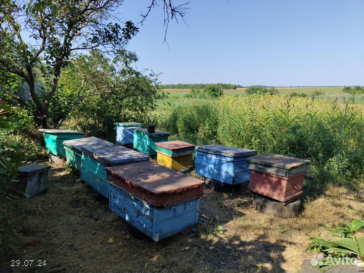 Пчелы и улья