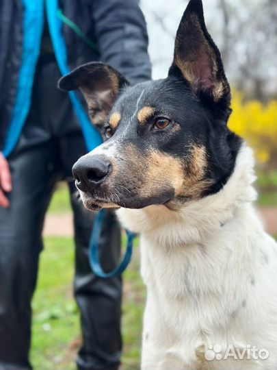 Годовалый Тедди ищет семью