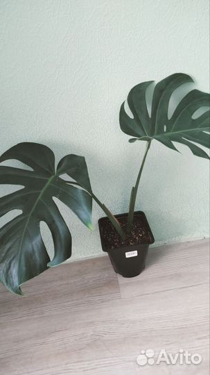 Монстера деликатесная