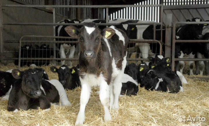 Бычки телята