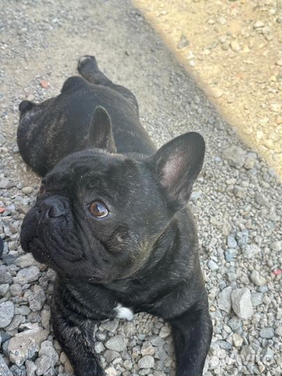 Французский бульдог