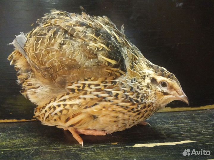 Перепела несушка