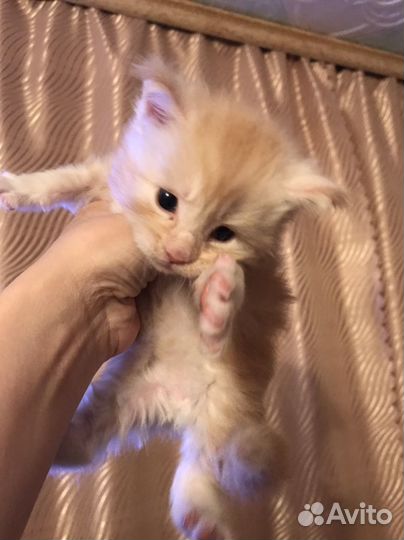 Котята Мей Кун