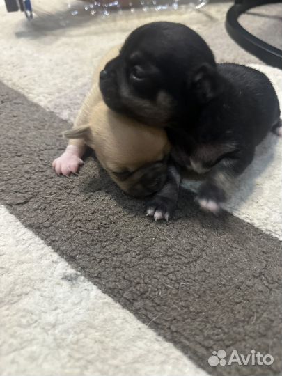 Чихуахуа мини