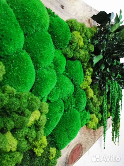 Картина из стабилизированного мха и растений