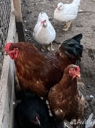 Петух брама